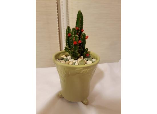 Decorative Cactus Plant - Home Decor 
